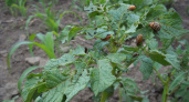 Колорадский жук навсегда исчезнет с участка: вот что нужно посадить рядом с картофелем
