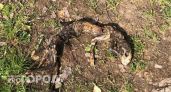 Труп неизвестного существа нашли в лесу у Визимьяр