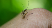 Комары улетят в страхе: простое средство, о котором вы не знали