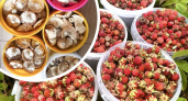 Последнюю землянику и грибы ведрами собирают жители Марий Эл: где можно собрать лечебные лакомства