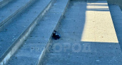 В Йошкар-Оле причиной смерти голубей называют орнитоз, который опасен для человека