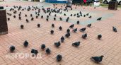 Йошкаролинцев просят не кормить голубей: опасно для здоровья