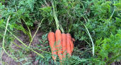 Полейте этим средством морковь в конце августа - результат обескуражит: дачники молчат об этом способе