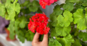 Роскошная герань цветет как сумасшедшая: 5 ложек под куст, и она радует даже зимой