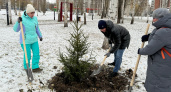 30 новых маленьких елей посадили в Марий парке