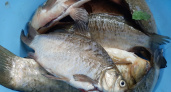 Эту рыбу подают в школьных столовых: она кишит 10-метровыми паразитами