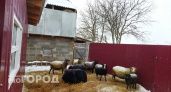 Девять опасных овец привезли в Марий Эл и закрыли на карантин