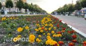 На йошкар-олинские клумбы высадят 73 вида цветов