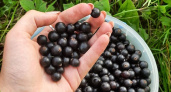 По стакану ягод с грозди: делаю эти пять вещей со смородиной в мае - урожай хоть на продажу