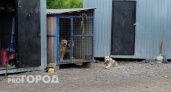 Большой приют для бездомных животных на 9 тысяч квадратных метров построят в Волжске