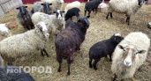 Шесть десятков опасных овец ввезли в деревню Советского района
