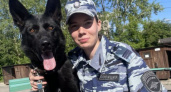 Овчарка по запаху нашла вора из Йошкар-Олы, который орудовал в Чебоксарах