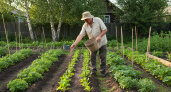 Вносите в начале июня на участки – урожай утроится без лишних затрат: альтернатива навозу, которая работает даже на самых бедных почвах