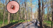 Букет болезней нашли в клещах Марий Эл