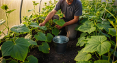 На грядку с огурцами теперь всегда ставлю емкость с соленой водой — урожай увеличивается в 10 раз