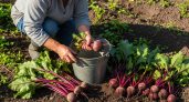 Забудьте про подвал: этот дедовский способ сохранит свеклу свежей на долгие месяцы — без лишних затрат