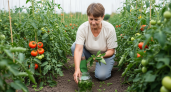 Замачиваю нижние листья томатов в банке с водой на 3 дня: делаю средство лучше любого стимулятора роста