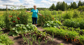 Огород для занятых: какие овощи не требуют особого ухода и при этом дают богатый урожай