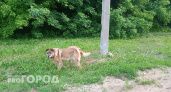 Зараженную опасной болезнью собаку нашли в Йошкар-Оле