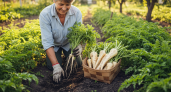 Забытый корнеплод, который превзойдет морковь. 7 причин посадить на своём участке