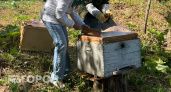Целую пасеку потенциально заразных пчел нашли у фермера в Марий Эл