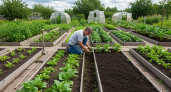 Засеваю освободившиеся после урожая грядки недорогими сидератами в августе: соседи поражаются результатам без всяких удобрений