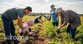 В какие дни августа выкапывать картофель: сохранится до лета и будет вкусным и твердым