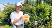 Земляника Йошкаролинка и жимолость Иолинка: садоводы из Марий Эл 15 лет выводят новые сорта ягод