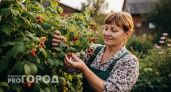 Сделайте это в сентябре с кустами малины - не пожалеете: 4 секрета дачников для сумасшедшего урожая