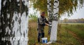 На какую высоту надо белить деревья осенью: запомните раз и навсегда