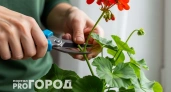 Садоводы скрывают этот метод: простая формула превращает вытянутую герань в роскошный куст за 28 дней