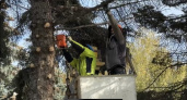Ели спилят с аллеи памяти в йошкаролинском парке