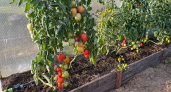 Плодоносят даже в заморозки: агроном назвал ценный как золото сорт томатов