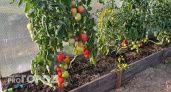 Дачники с осени охотятся за этими чудесными семенами томатов: растут гроздьями по 25 плодов с медовым вкусом