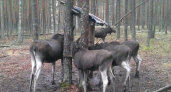 Впервые в Марий Эл: уникальный случай произошел в семье местных лосей