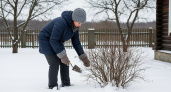 Каждый год езжу зимой на дачу, и вот зачем: мой сад расцветает ярче и быстрее соседских