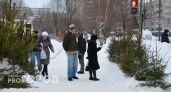 Главное не навредить: куда выбросить живую елку после Нового года в Йошкар-Оле