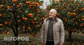 Пусть лучше сгниют на ветке: владелец сада из Абхазии рассказал, почему лучшие мандарины не доезжают до России