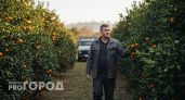"Оставлю гнить на ветке, но в Россию не продам": хозяин мандариновой фермы в Абхазии рассказал, почему так делает