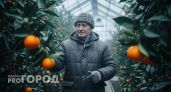 "Пусть лучше сгниют на ветке": хозяин мандариновой плантации в Абхазии рассказал, почему не продает фрукты в Россию