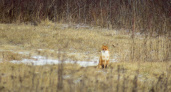 Бешеная лиса проникла в домохозяйство Нурмы и заразила непривитую собаку: объявлен карантин