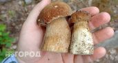 Не шампиньоны и даже не белые: самые полезные для человека грибы назвали ученые
