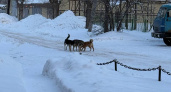 Стая бродячих собак пугает жителей Волжска по дороге на работу