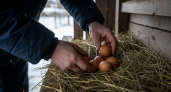 Секрет теплой зимовки кур без электричества: главное правило подстилки, о котором умалчивают опытные фермеры