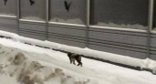Гуляющую рысь заметили около Сосновой рощи в Йошкар-Оле