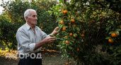 "Оставлю гнить на ветке, но в Россию не продам": хозяин мандариновых плантаций в Абхазии рассказал, почему так делает