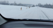 Стая агрессивных собак в деревне Федоскино атакует автомобили: СК начал проверку после жалоб жителей