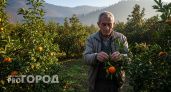 "Лучше оставлю гнить на ветке, но в Россию не продам": владелец мандариновой фермы честно рассказал, почему так решил