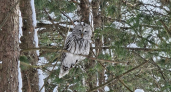Хищные совы с размахом крыльев 1,2 метра вернулись в Йошкар-Олу