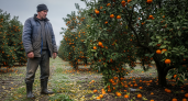 Абхазский фермер выбросит тонны мандаринов, но не будет продавать их в Россию